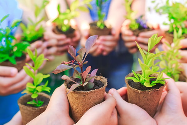 organise-a-plant-swap-in-your-street-little-aussie-communities